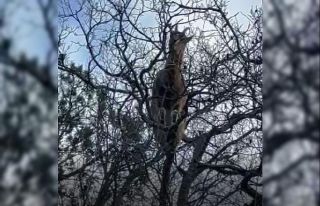 Yanlarına kadar gidip yaban keçilerini izleyip görüntülüyor,...