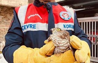 Yaralı atmaca tedavi altına alındı