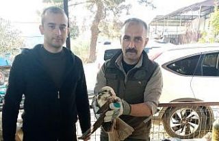 Yaralı bulunan saz delicesi kuşu, tedavi altına...