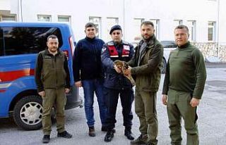 Yaralı halde bulunan kızıl şahin tedavi edildi