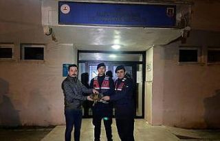 Yaralı şahine jandarma şefkati