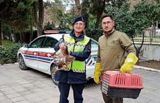 Yaralı şahine jandarmadan yardım eli