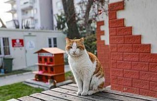 Yeni yılda ‘sıcak yuva’