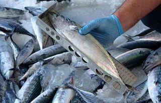 Yılmaz: “Ordu’da sürdürülebilir balıkçılığın...