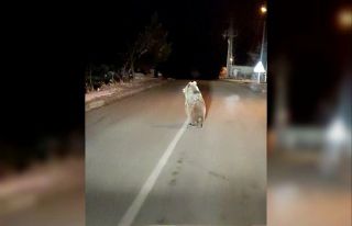 Yozgat’ta boz ayı yola indi