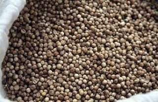 Yozgat’ta ilk kez kişniş ekimi yapıldı