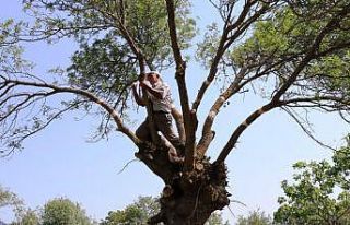 Yunusemre Belediyesi 2023 yılı ağaç aşılaması...