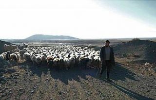 Zemheri ayında kar yağmayınca küçükbaş hayvanlar...