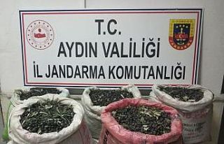 Zeytin hırsıları kamera kayıtları incelenerek...