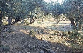 Zeytin hırsızları yakalandı