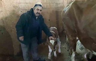 15 gün erken doğan buzağılara "Deprem 1"...