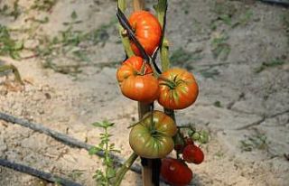 20 bin tohumu toprakla buluşuyor