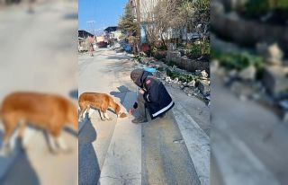 Afet bölgesindeki can dostlara Osmangazi şefkati