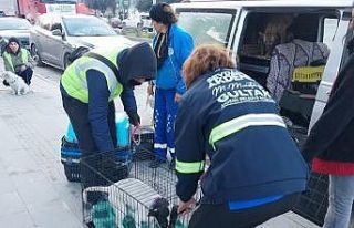 Akdeniz Belediyesi sokakta yaşayan canlıları da...