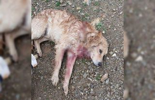Av tüfeğiyle vurulan köpek yaralandı