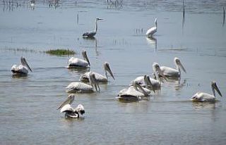 Aydın’ın sulak alanları, yaban hayatına kucak...