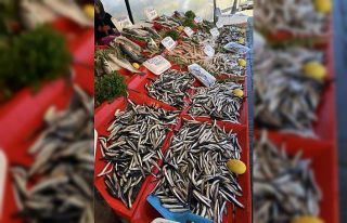 Balıkçılar hamsi bolluğu için soğuk havayı...