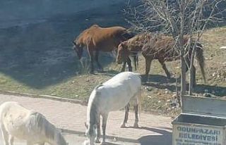Başıboş atlar çevre rahatsızlığına neden oluyor