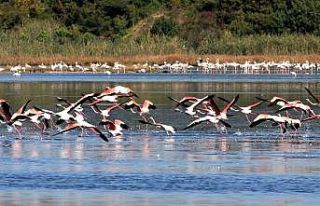 Başkan Metin Oral: “Hersek Lagünü çok değerli...