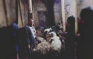 Bayburtlu besiciler ahırlarındaki hayvanlarını...