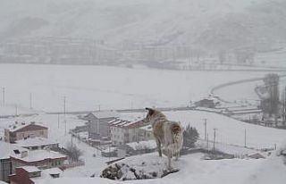 Bayburt’ta kar yağışı ve dondurucu soğuklar...