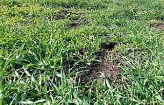 Biga’da üreticilere tarla faresi uyarısı