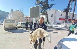 Bursalı çobanlar deprem bölgesine 40 koyun bağışladı