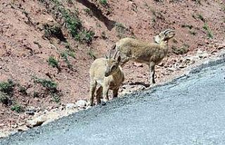 Dağ keçileri yoldan görüntülendi