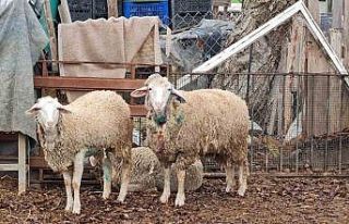 Dama giren sokak köpekleri koyunları telef etti