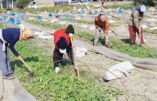 Deprem bölgesi Hatay’da çiftçiler, üretime geçmeye...