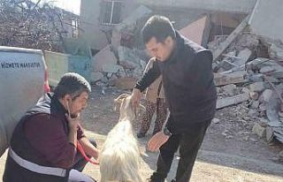 Deprem bölgesinde hayvanlar muayeneden geçiriliyor