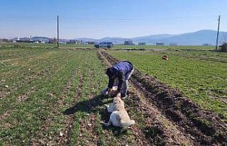 Deprem bölgesinde sokak hayvanları da unutulmadı