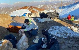 Depremin 17. gününde 24 keçi enkazdan kurtarıldı