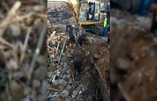 Depremin 20’nci gününde bir at enkazdan canlı...