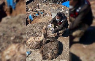 Depremin merkezi olan Pazarcık’ta 343 hayvan canlı...