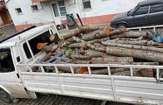 Depremzedelere gönderilmek üzere kesilen odunları...