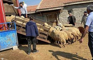 Depremzedelere küçükbaş hayvan desteği