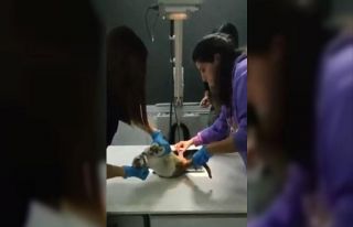 Didim’de depremden kurtulan hayvanlar için dayanışma...