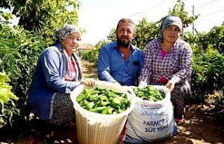 Emcelli Biberi’ne coğrafi mahreç işareti