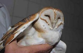 Ender görülen peçeli baykuş yaralı halde bulundu