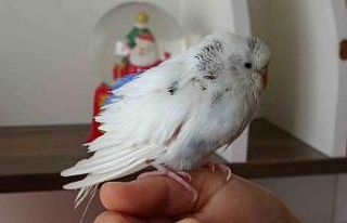 Enkaz altında çıkarılan kuş Van’da tedavi edildi