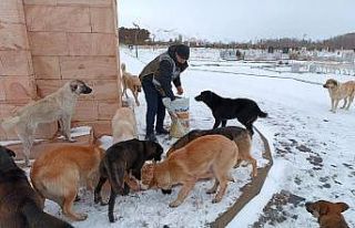 Erzincan’da ‘HAYDİ’ polisleri sokak hayvanlarını...