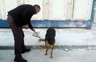 Erzurum Valiliği deprem bölgesindeki sokak hayvanlarını...