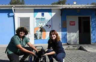 Felçli köpek ’Karam’ ilgi ve sevgiyle yeniden...