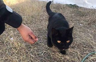 Gönüllüler, 164 saat sonra enkazdan bir kedi kurtardı