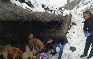 Hakkari’de başıboş köpeklere yiyecek bırakıldı