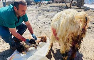 Hamile keçiyi sezaryen yaprak kesilmekten kurtardı