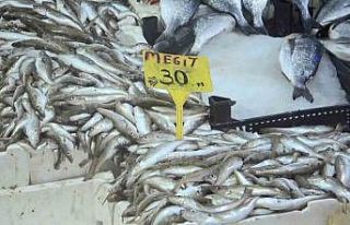 Hamside son günler, şimdi mezgit ve istavrit zamanı