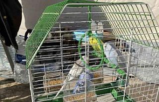 Hatay’da enkazdan kurtardığı kuşlarına çadır...