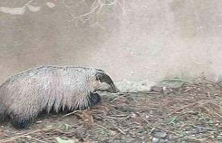 Havuza düşen porsuk kurtarıldı